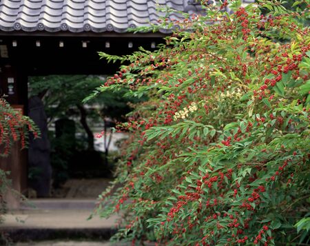 Small purple Shokakujiの写真素材