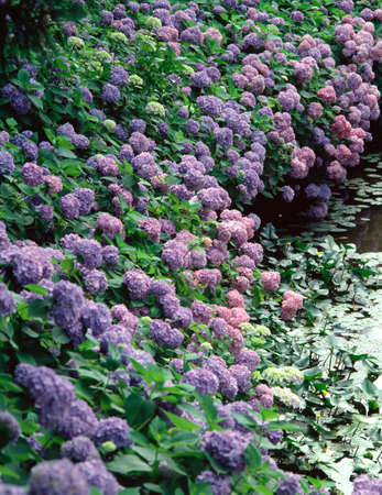 Hydrangea of Mt. Mayaの写真素材