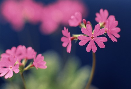 Primroseの写真素材