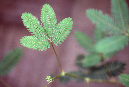 Mimosaの写真素材