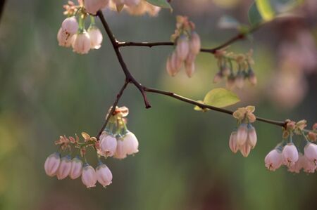 Blueberryの写真素材