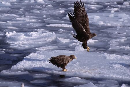 White-tailed sea eagle country native