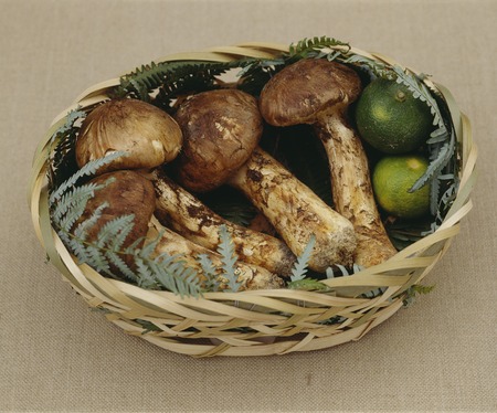 Matsutake mushroomの写真素材