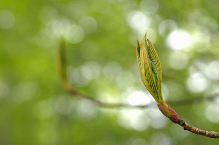 New shootsの写真素材