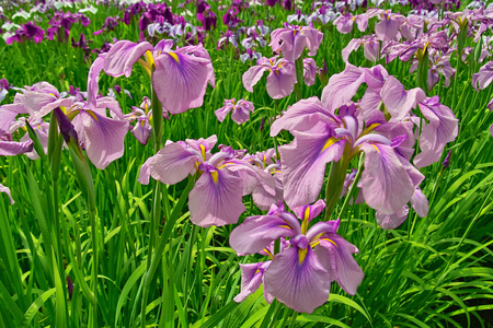 IRIS.