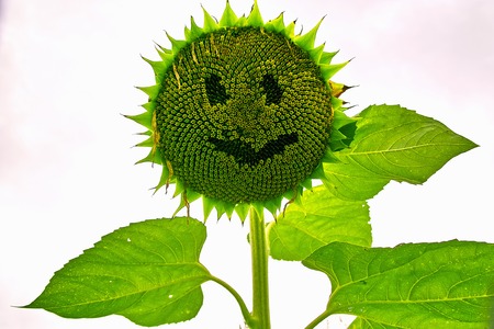 Sunflowerの写真素材