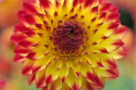 Dahliaの写真素材