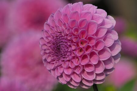 Dahliaの写真素材