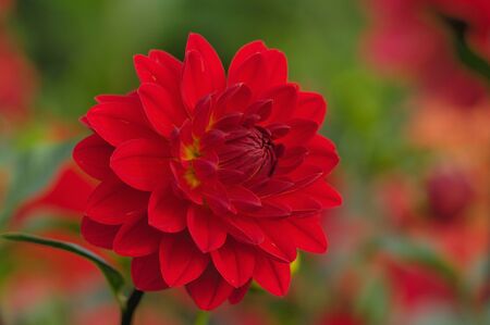 Dahliaの写真素材