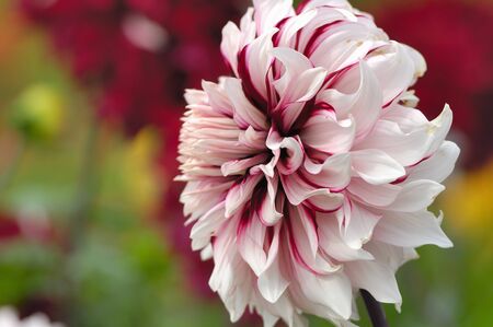 Dahliaの写真素材