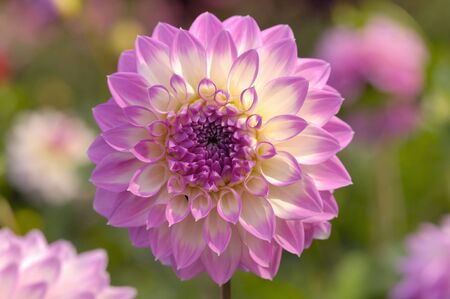 Dahliaの写真素材