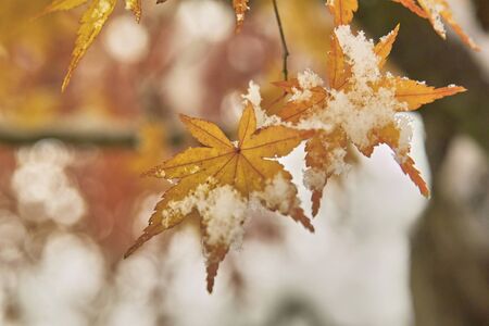 Mapleの写真素材