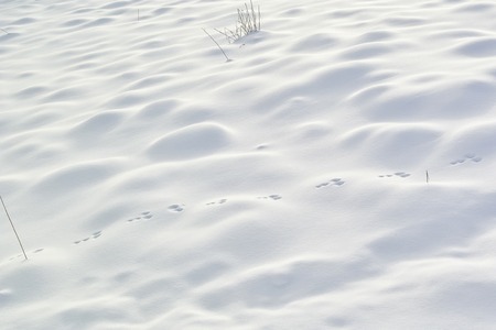 Snowfield.