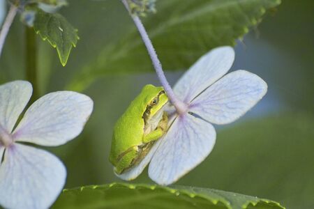 Rain Gaelの写真素材