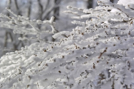 Rime iceの写真素材