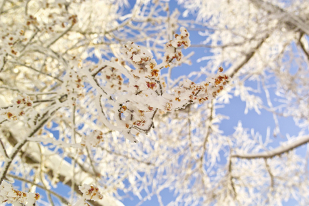 Rime ice