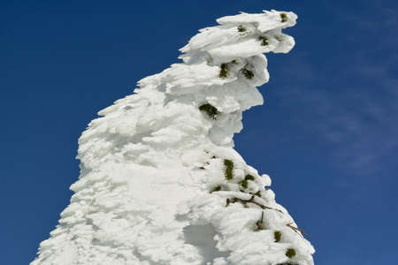 Rime iceの写真素材