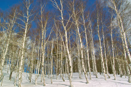 Birch forestの写真素材