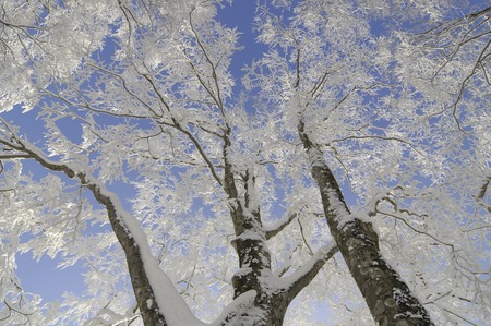 Rime ice