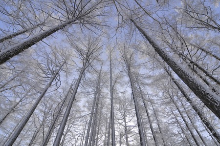 Rime iceの写真素材