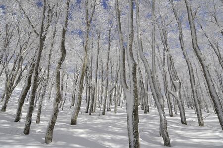 Rime iceの写真素材