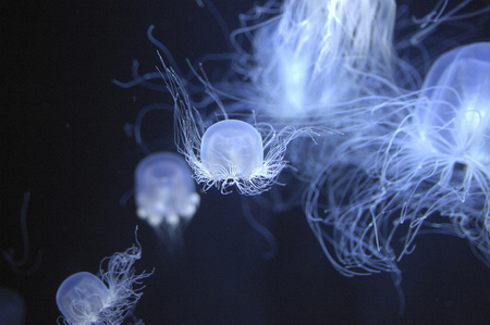 Jellyfish