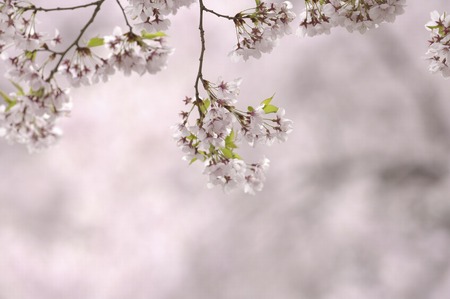 Cherryの写真素材