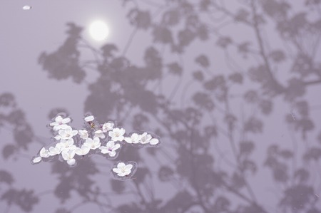 Cherry blossomsの写真素材