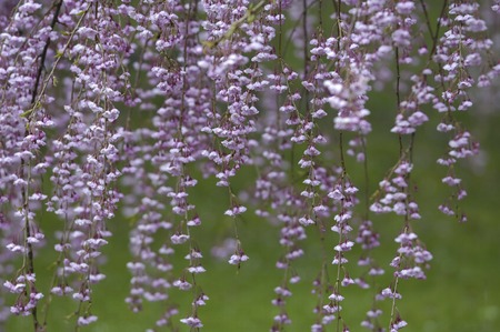 Red weeping cherry treeの写真素材
