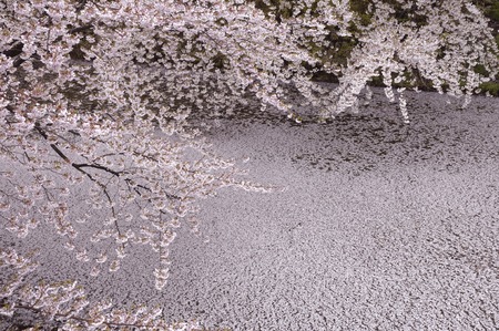 Sakura of outer moatの写真素材