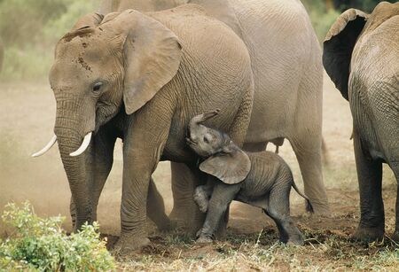 Parent-child elephantの写真素材