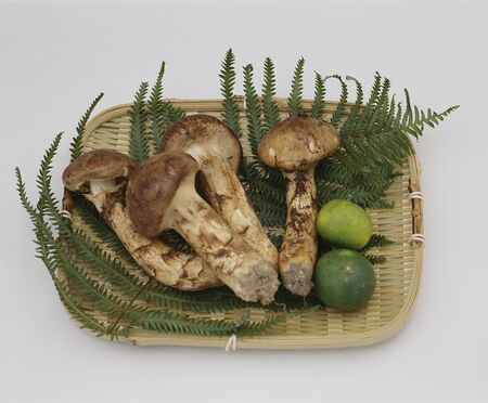 Matsutake mushroomの写真素材