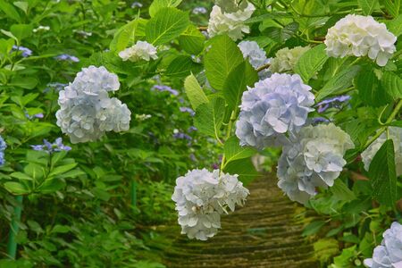 Hydrangea