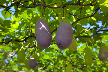 Akebiの写真素材