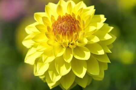 Dahliaの写真素材