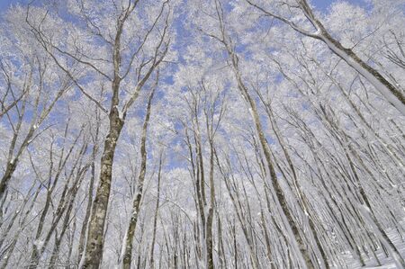 Rime iceの写真素材