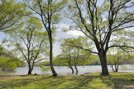 Willowの写真素材