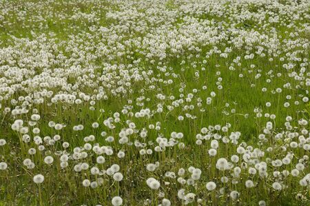 Dandelion fluffの写真素材