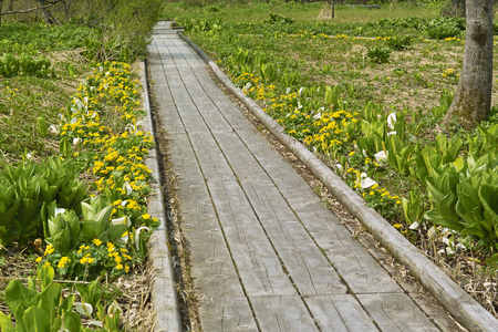 Walkwayの写真素材
