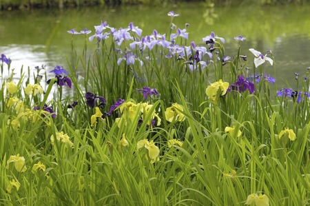 Acorus calamusの写真素材