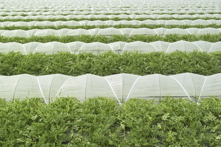 Watermelon fieldの写真素材
