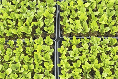Seedling