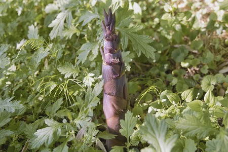 Bamboo shoots