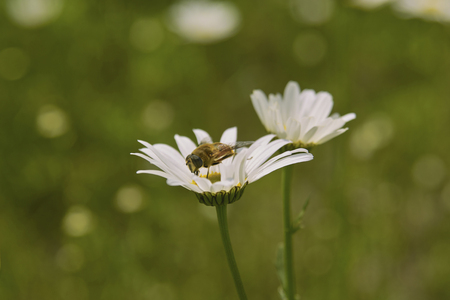 Pyrethrumの写真素材