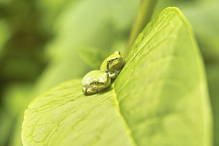 Tree frogsの写真素材