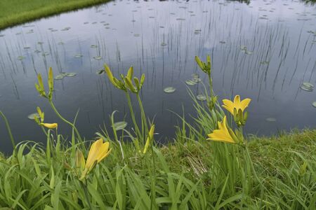 Hemerocallis middendorffii.の写真素材