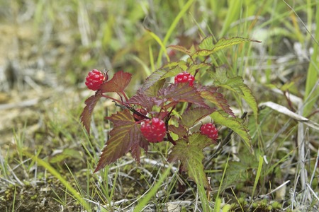 Wild strawberry
