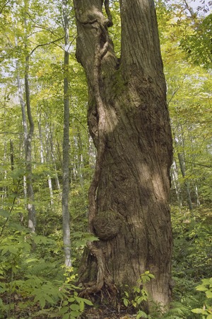 Wood