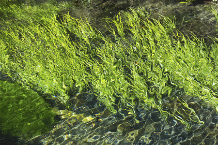Spring water with algae