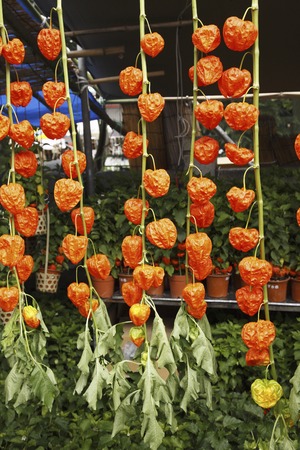 Hozuki-Shiの写真素材